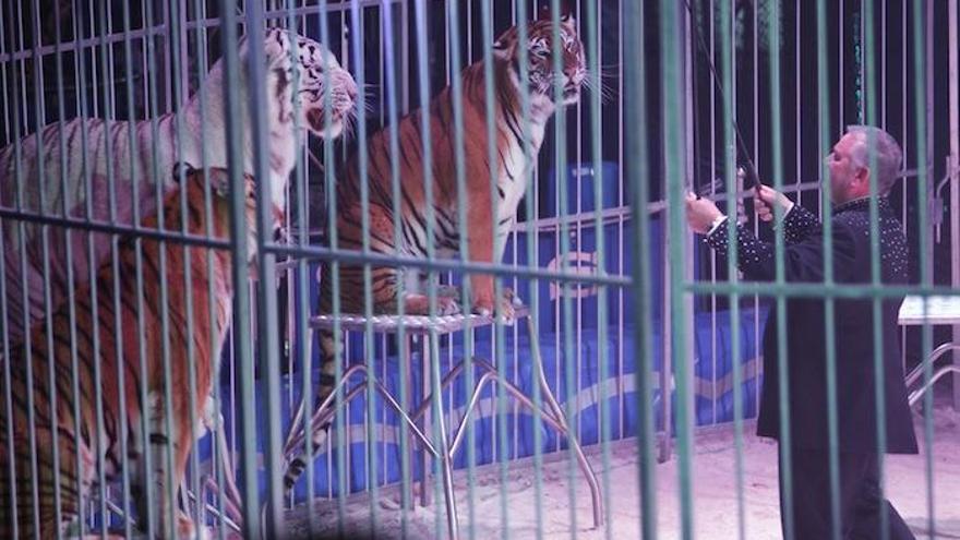 Una de las últimas actuaciones de un circo con animales en Málaga, a finales de 2014.