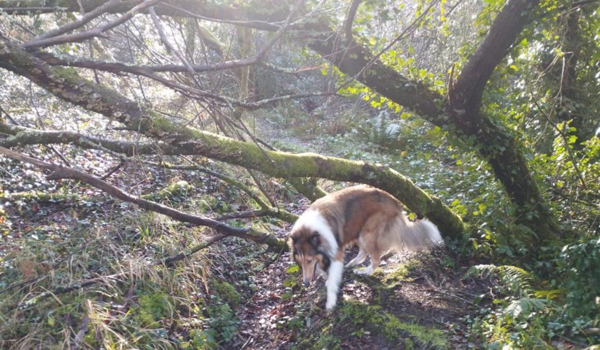 Los árboles caídos y la maleza toman las rutas. |  L.D.