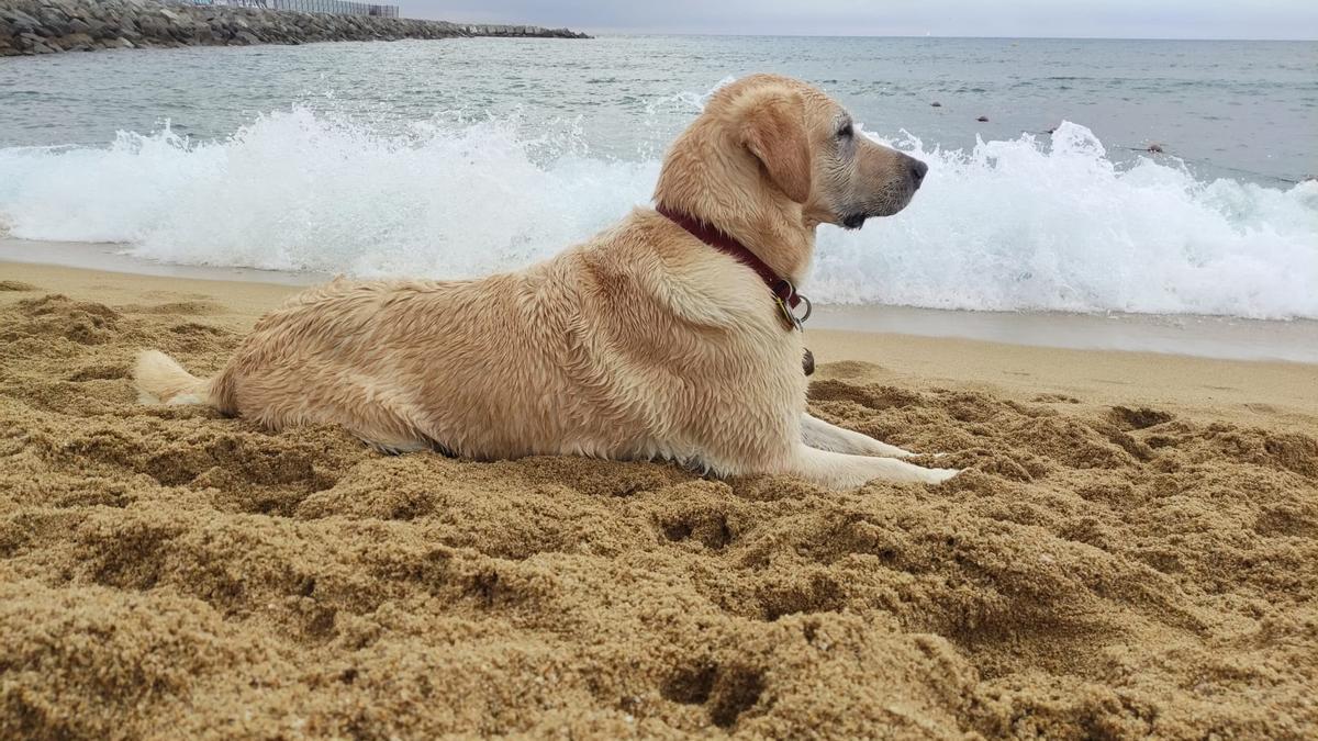 Barcelona reserva un espacio durante tres días en la playa de Llevant para perros guía