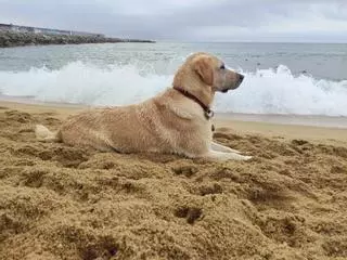 Barcelona reserva un espacio durante tres días en la playa de Llevant para perros guía