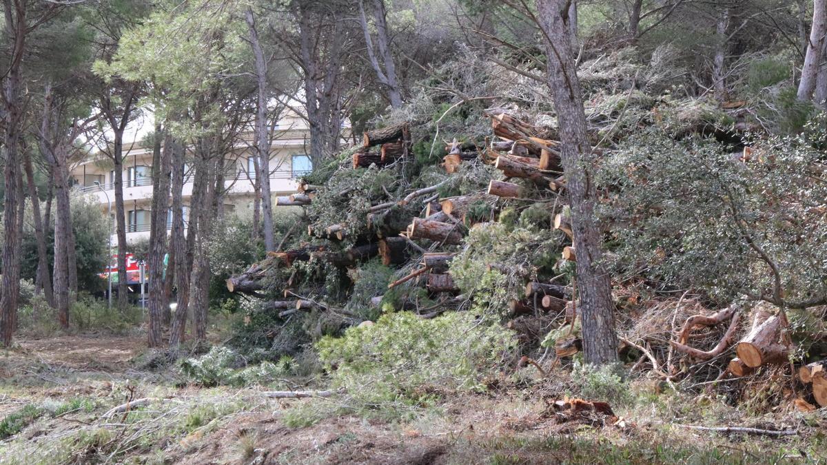 La muntanya de pins talats en una parcel·la de Pals que els ecologistes consideren abusiva