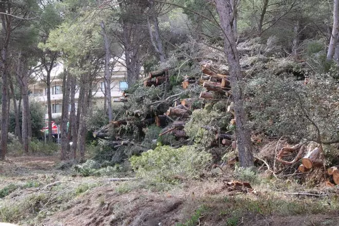 Salvem la Platja de Pals denuncia "tales abusives" a Rodors durant els treballs de prevenció d'incendis a la localitat