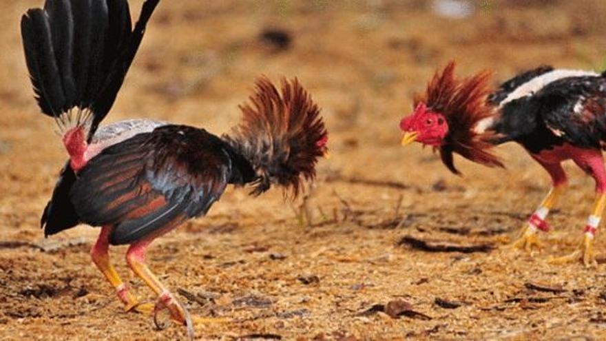 La Guardia Civil recupera 10 gallos de pelea robados en fincas de Belalcázar