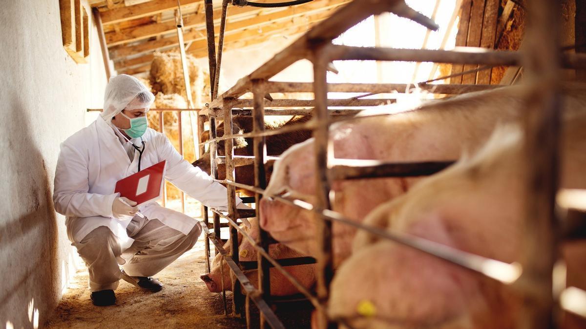 Imagen de archivo de un veterinario.