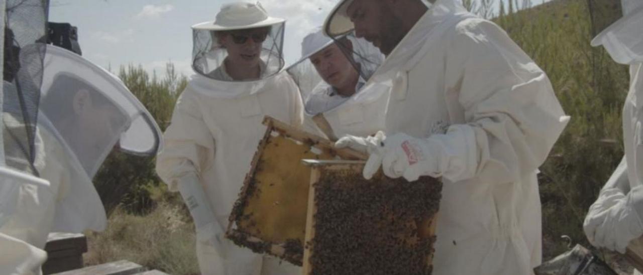 Un grupo de apictultores trabaja en la repoblación de la abeja ibérica. | LEVANTE-EMV
