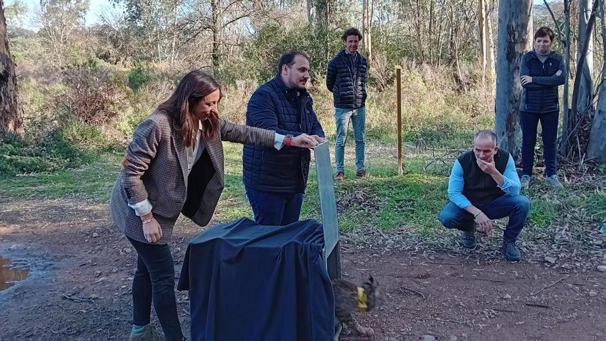 Suelta técnica de ‘Tardío’ en Córdoba en el Día Mundial del Lince Ibérico.