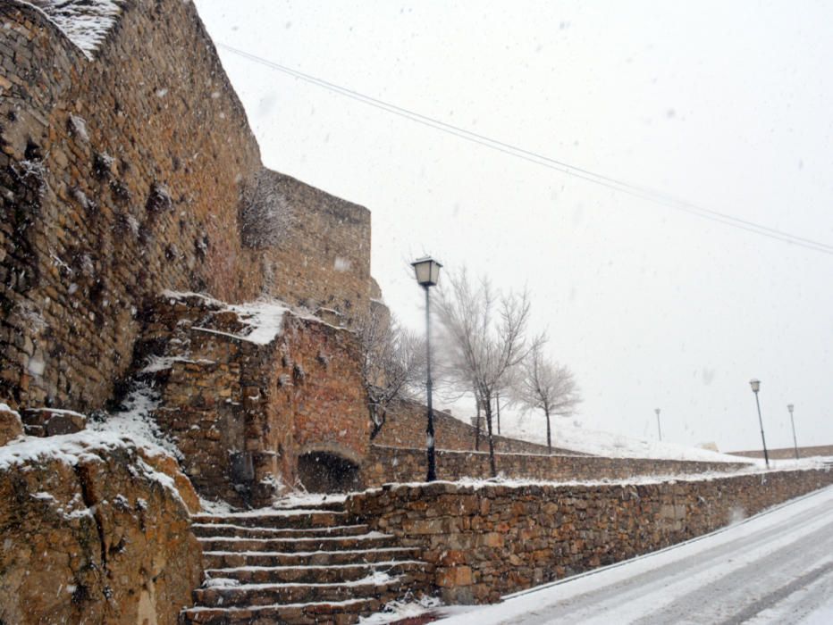 Morella