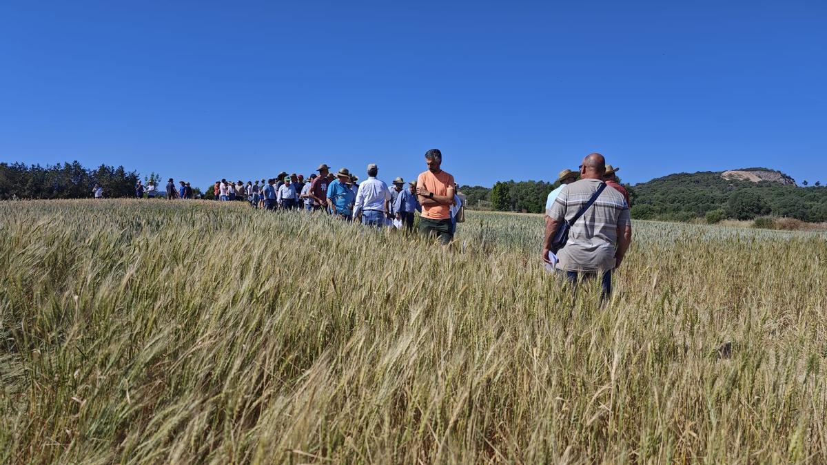 FOTOS | El campo experimental de cereales y forrajes en Maria, en imágenes