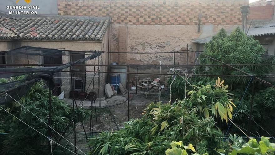 Cuatro detenidos por cultivar marihuana en dos viviendas en Belchite