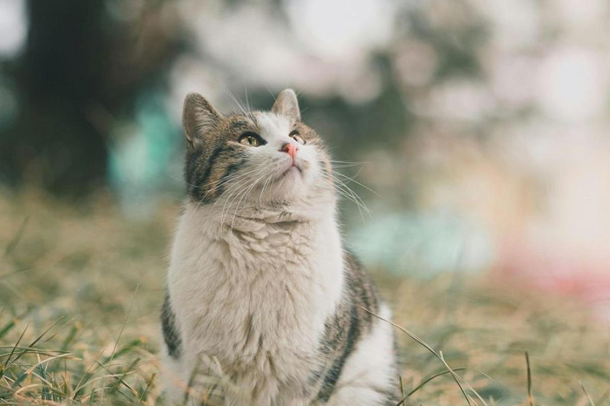 Más allá de la nutrición: cómo influye la alimentación natural para gatos en su bienestar emocional