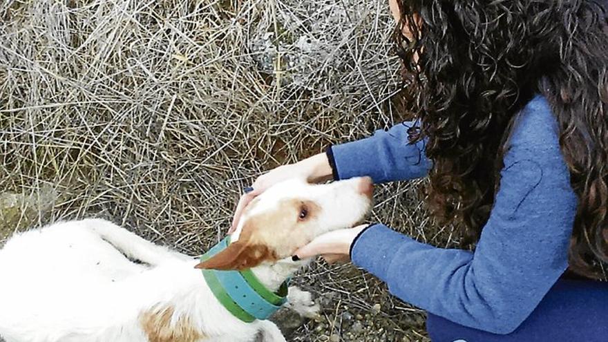 Investigan la muerte de mascotas por comer embutidos envenenados