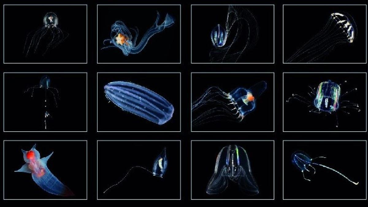 Las sorprendentes medusas que habitan mares y océanos