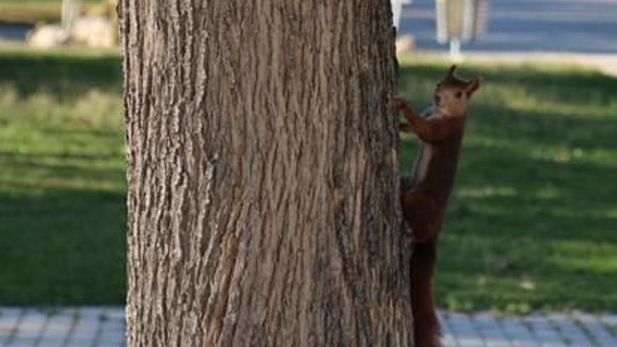 Una ardilla en un árbol del Campus de la Universidad de Alicante.