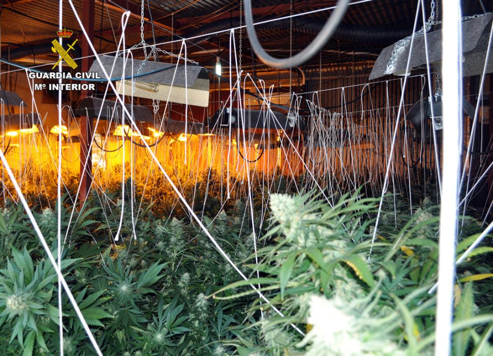 Cuatro detenidos por tráfico de marihuana en Totana y Sangonera la Verde