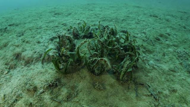 Fotos de Salvem sa Badia con matas de posidonia enterradas o sepultadas por movimiento de sedimentos en la bahía de Portmany.