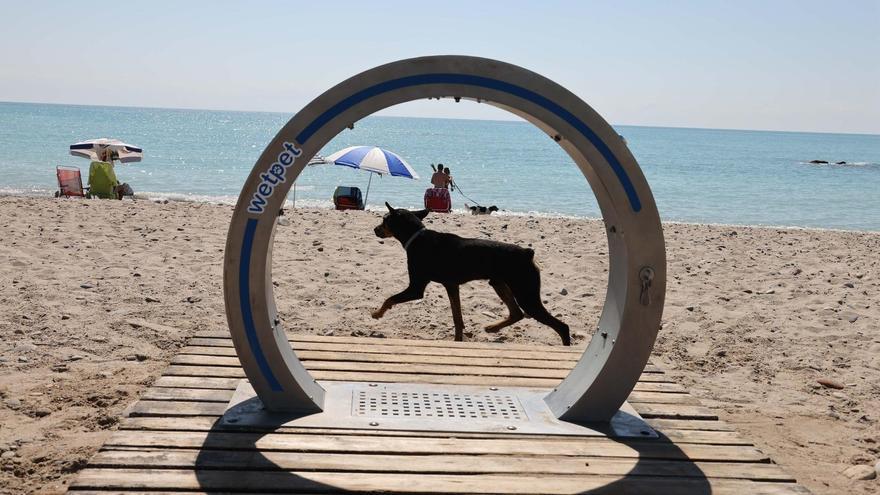 Los perros disfrutan de ducha en esta playa de la provincia de Castellón