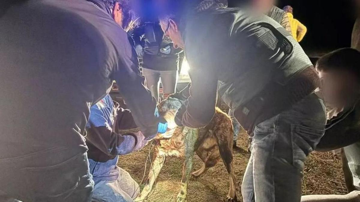 El veterinario toma muestras de uno de los perros carea del pastor de La Hiniesta.