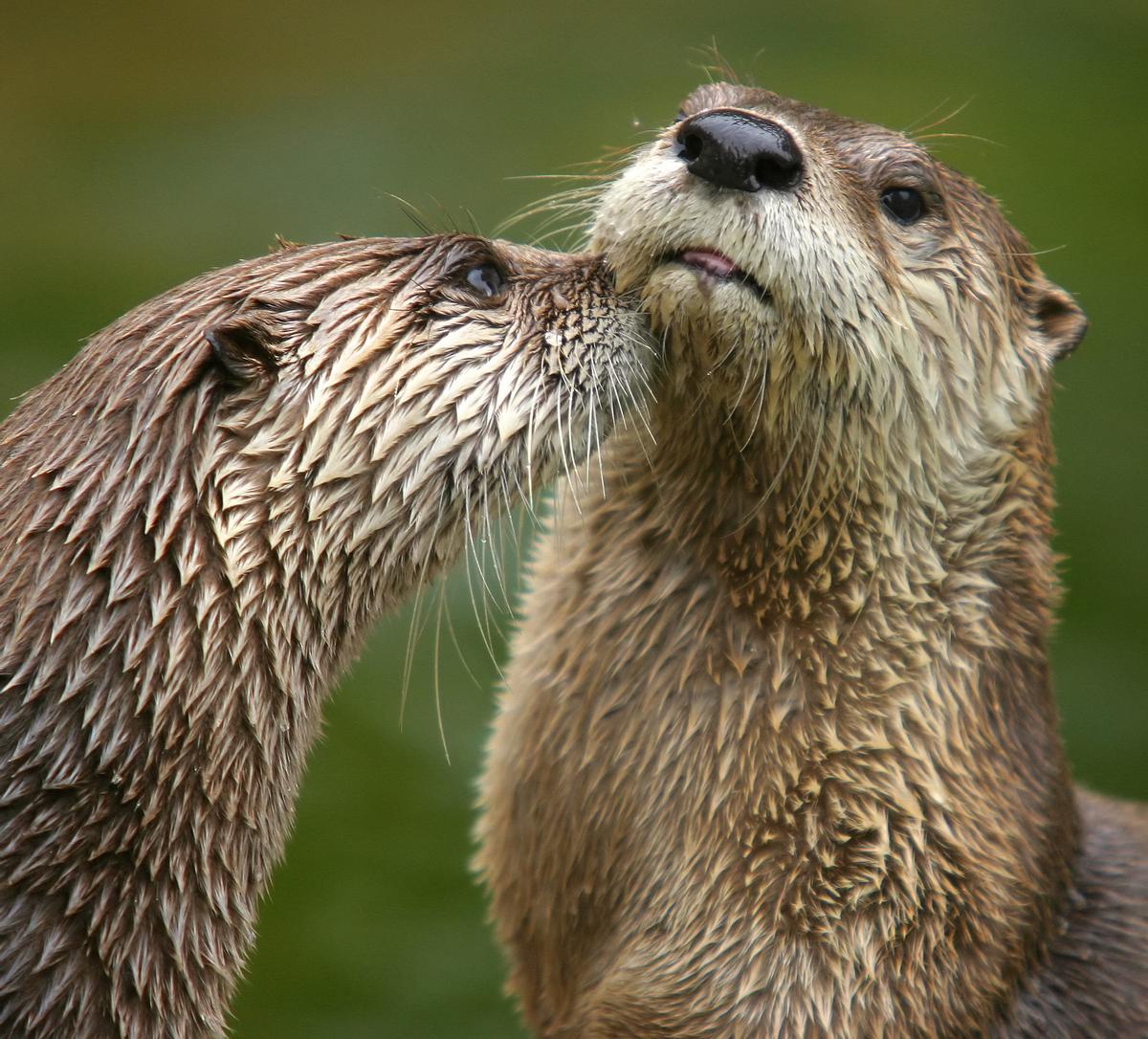 Una pareja de nutrias