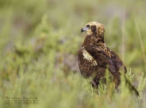 Marco Antonio Yuste Imponente aguilucho lagunero. Parque Natural de ses Salines, septiembre. «La elijo por la emoción que sentí al ver a esta bella rapaz desde el visor de la cámara, sabiendo lo desconfiada que es y tras esperar quieto durante horas»