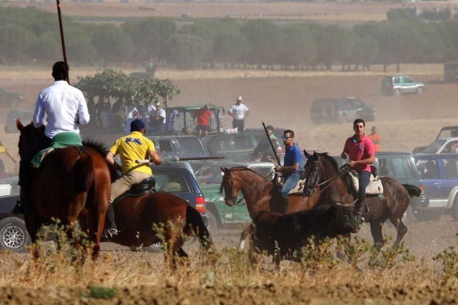 Encierro campero en Moraleja del Vino