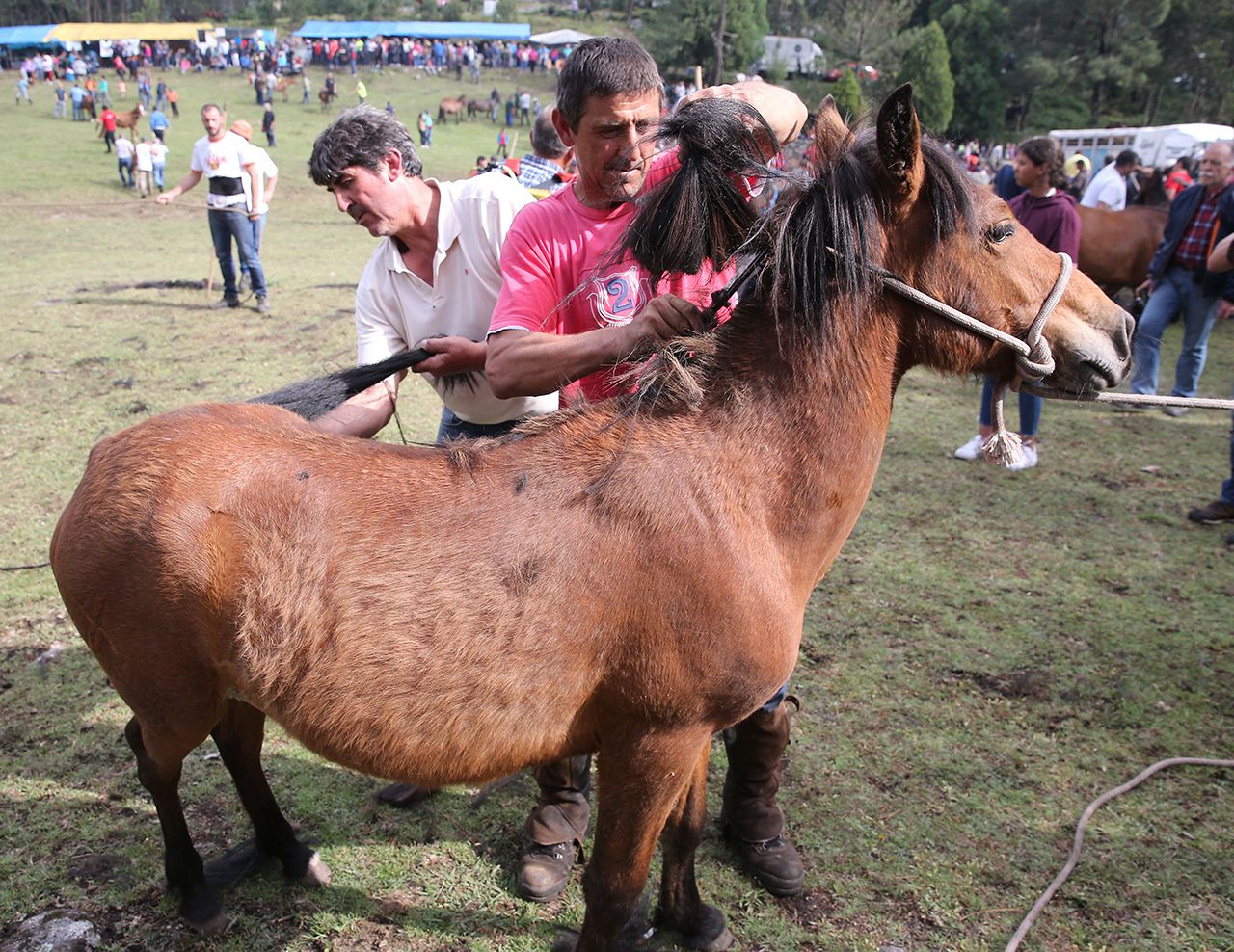 Modesto Domínguez en el curro de Mougás