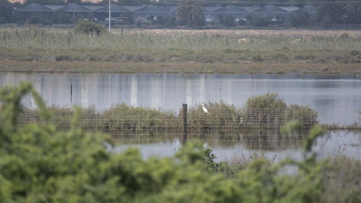 El saladar de Agua Amarga es una de la zonas húmedas que más presión soporta de la provincia