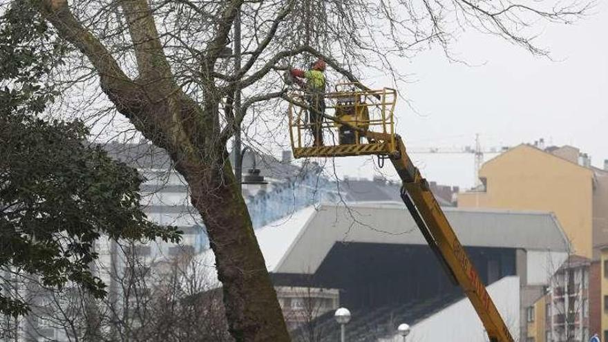 Trabajos de poda de árboles en Las Meanas