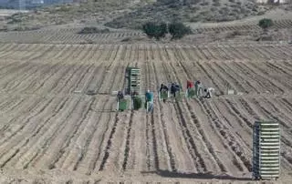 La sequía hace que empresas de la Vega Baja trasladen sus cosechas a l'Alacantí