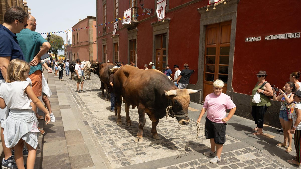 Cita con la tradición rural en la Feria de Ganado de Gáldar
