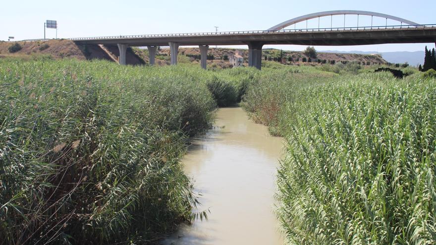 El Segura tendrá un bosque de ribera entre Ceutí y la Contraparada