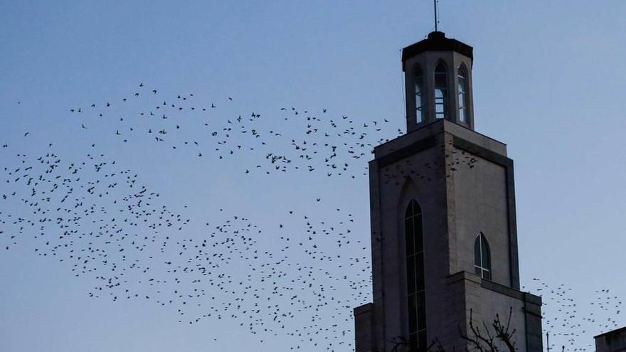 Una bandada de estorninos, ayer, sobrevuela la iglesia de los Carmelitas hacia Llamaquique.