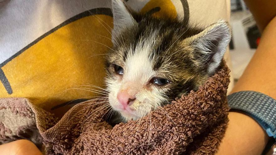 Una cría de gato callejero siendo cuidada tras acabar de nacer.