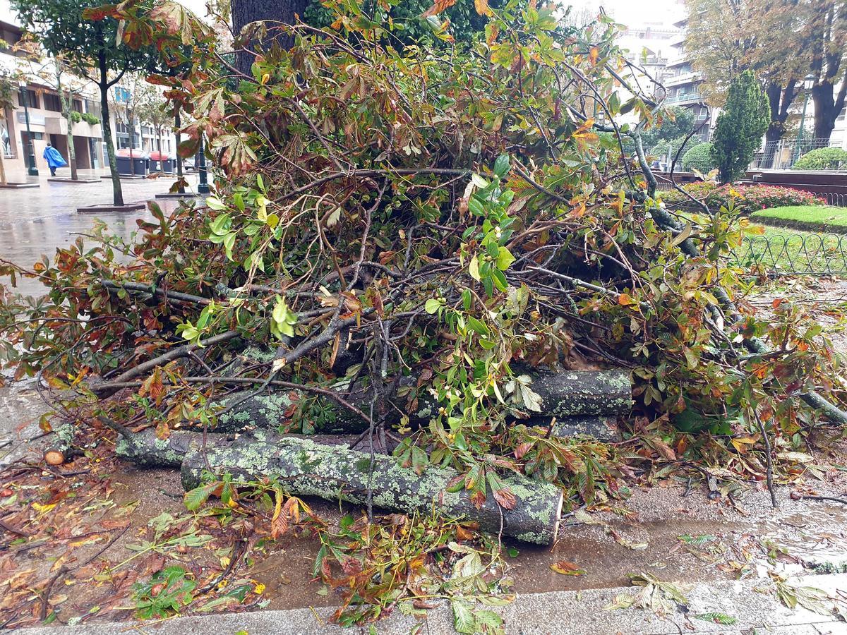 Árboles caídos por el temporal en la Alameda de Vigo