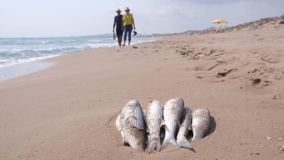 Preocupación en Guardamar ante la aparición de peces muertos