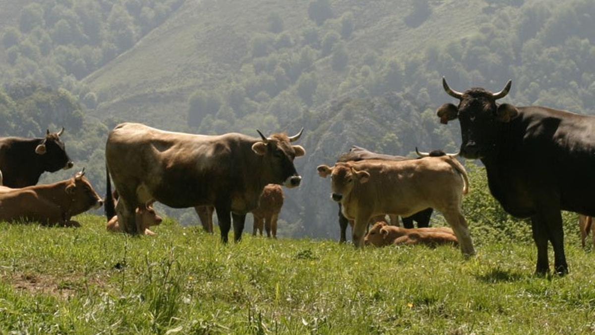 Vacas en una explotación ganadera del norte de España.