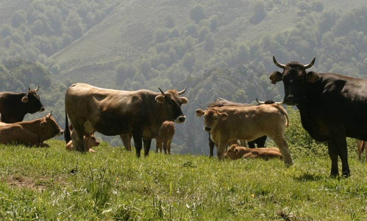 Vacas en una explotación ganadera del norte de España.