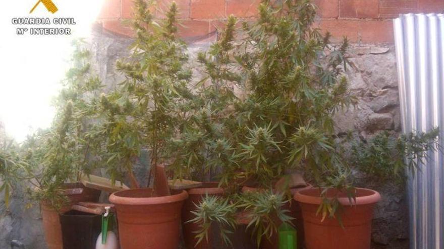 La Guardia Civil detiene a dos personas por robo y cultivo de marihuana