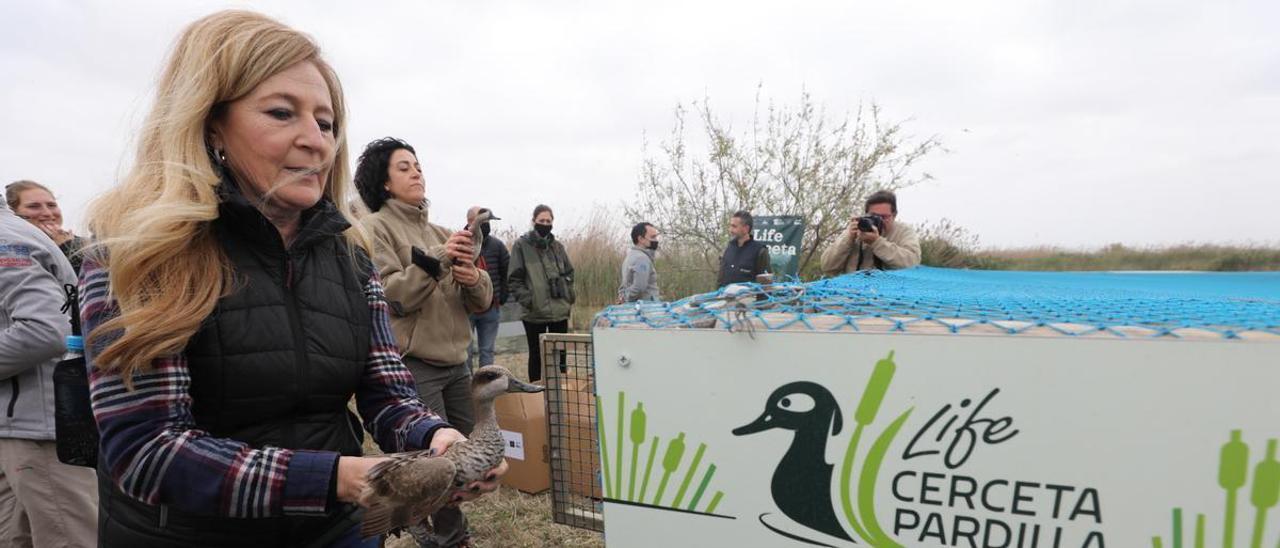 El proyecto de recuperación de la cerceta pardilla ha sido presentado en El Hondo.