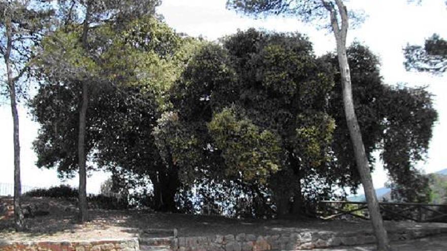 Carrascas del parque natural de la Font Roja que van a ser incluidas en el catálogo.