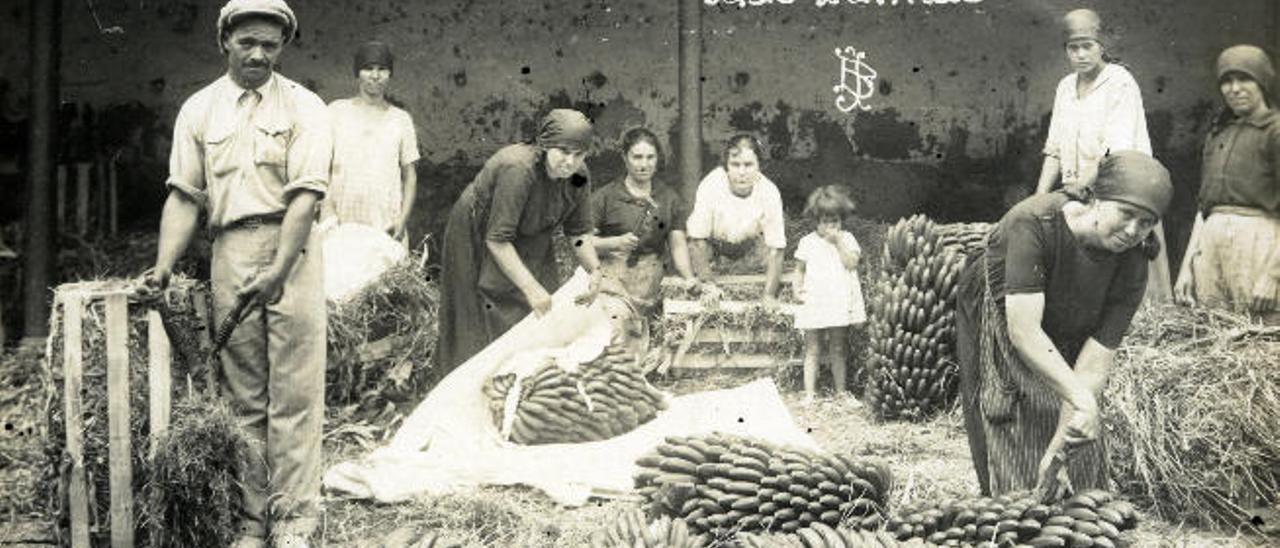 Un grupo de hombre y mujeres cortando piñas de plátanos en un almacén en Gran Canaria.