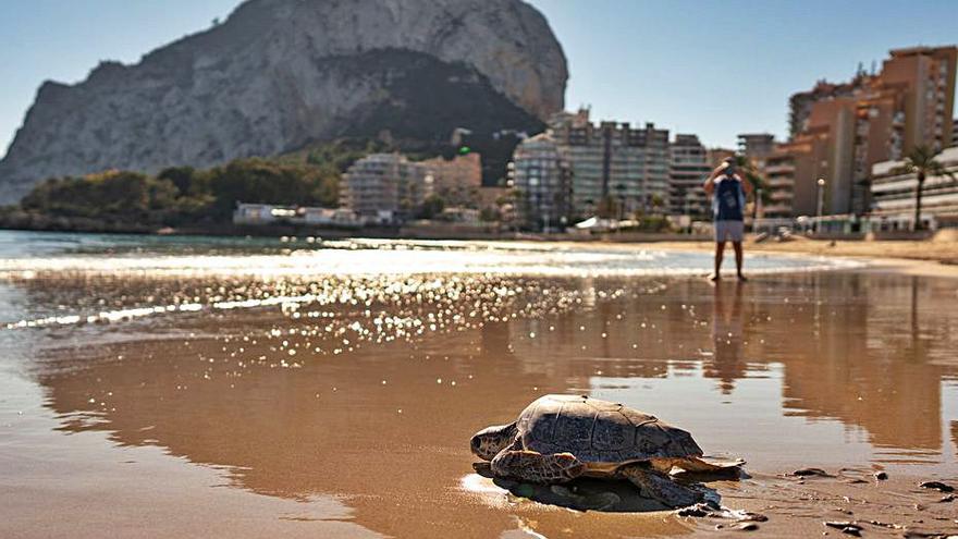 La tortuga se dirige con decisión al mar en la Fossa de Calp. | LEVANTE-EMV