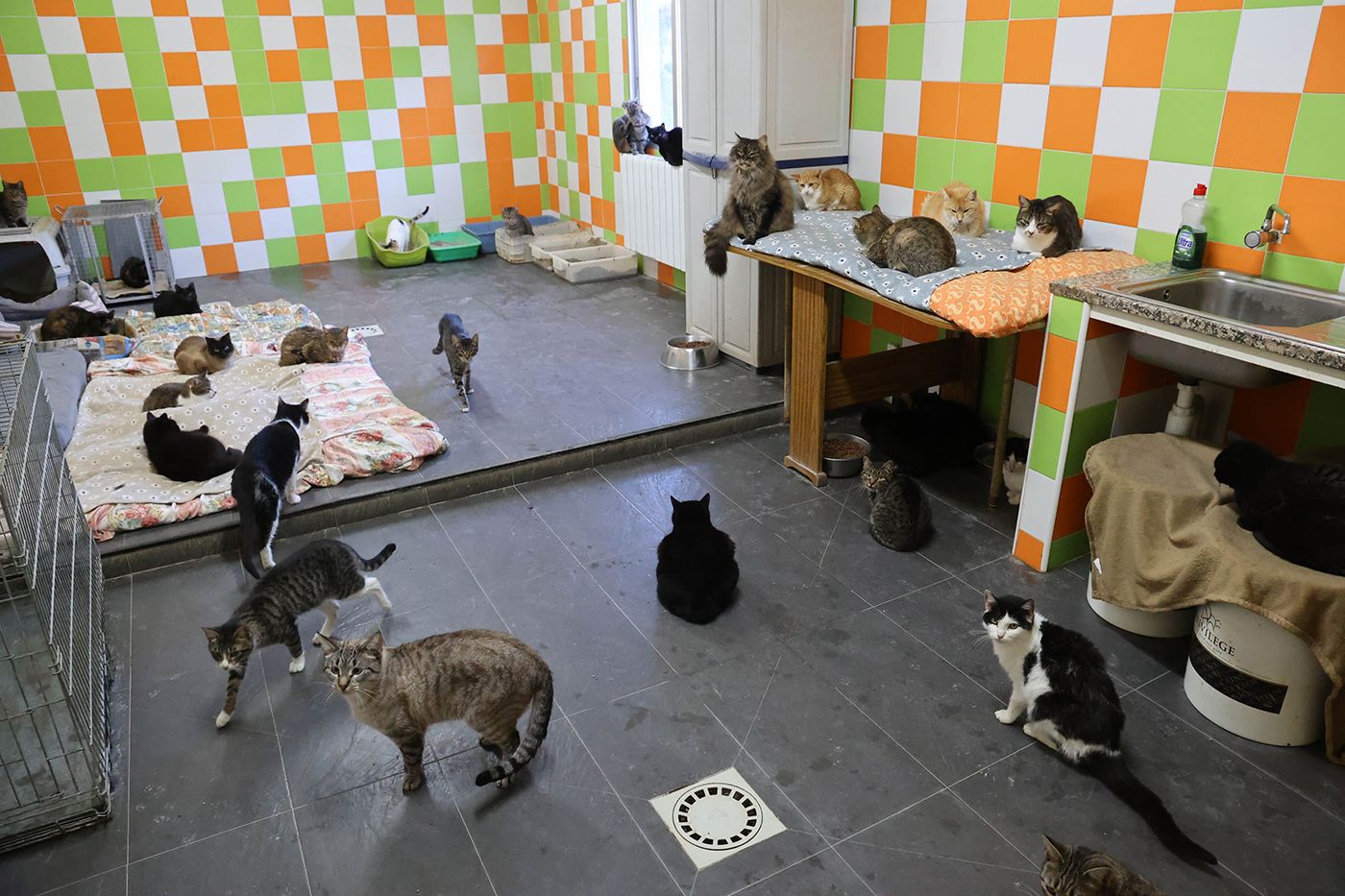 El refugio acaba de alcanzar el centenar de gatos.  Alba Villar (1).jpg