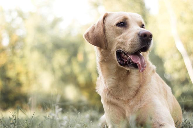 Labrador Retriever, perros inteligentes