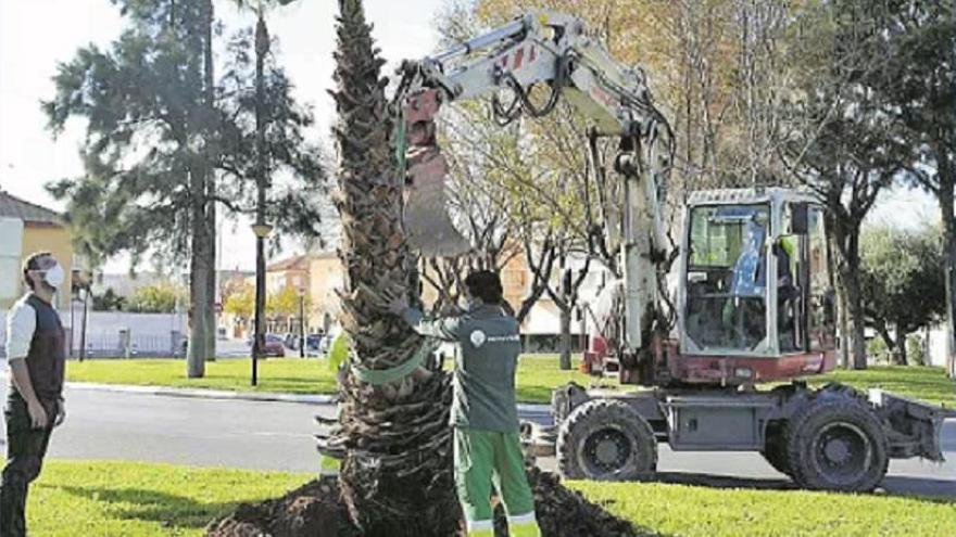 Orpesa planta 342 árboles para ganar zonas de sombra