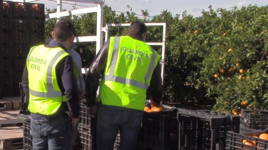 Un detenido y dos imputados por robar hasta 140.000 kilos de naranjas en Borriana