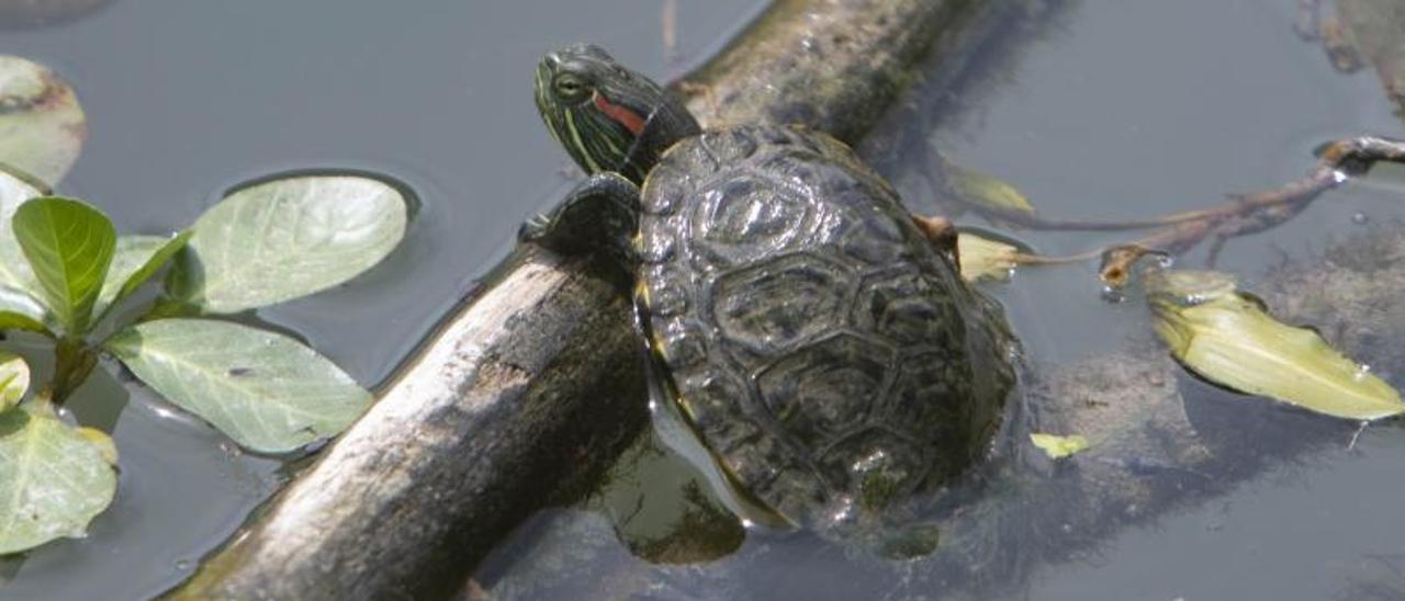 La tortuga invasora coloniza el Xúquer