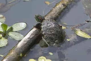 La tortuga invasora coloniza el Xúquer