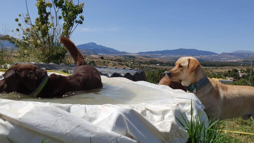 Guarderías caninas en Málaga: una alternativa cada vez más en boga en verano