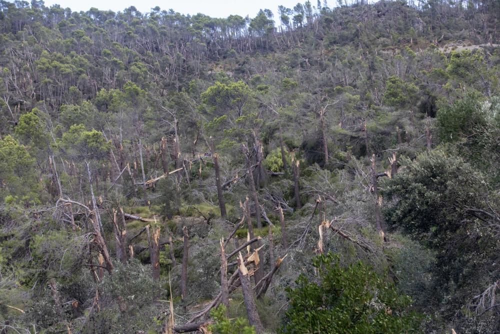 Baleares pedirá declarar zona catastrófica las áreas de Mallorca afectadas por el temporal del sábado