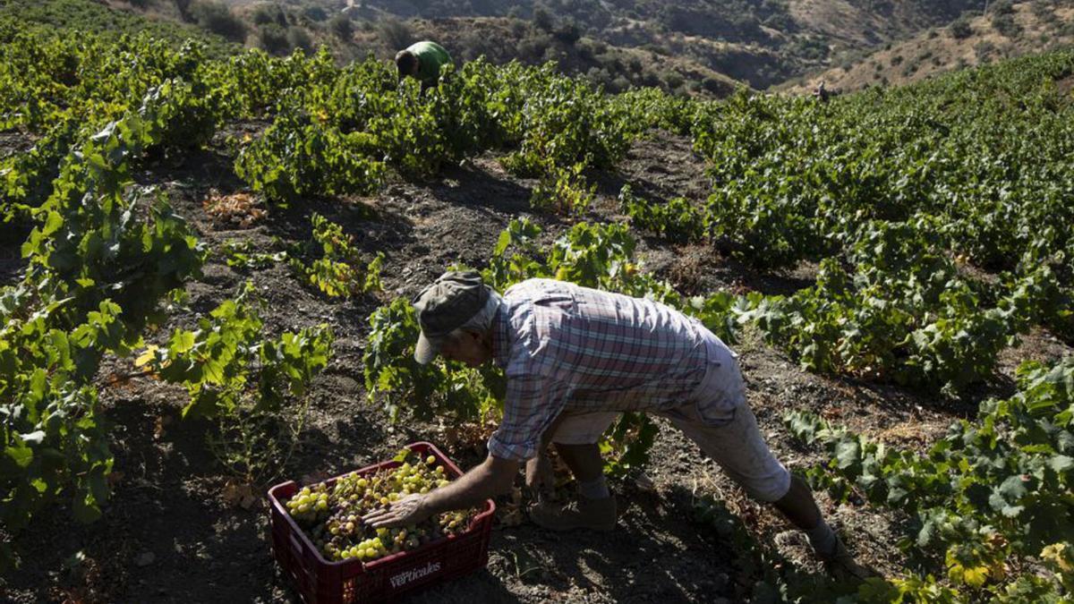 El calor no da tregua en estas latitudes, por lo que la cuadrilla comienza la vendimia de la uva moscatel a las siete de la mañana